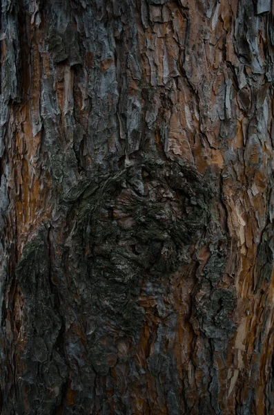 Tree Bark Texture Pine Trunk Close Vertical Photo — Stock Photo, Image