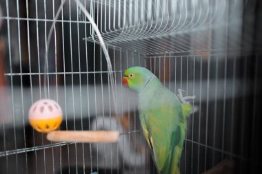 Kafeste oturan yeşil bir papağan. Papağan kameraya bakıyor, seçici odaklanma.