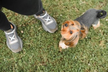 Yorkshire Teriyeri yürüyüşe çıktı. Küçük köpek ev sahibine bakıyor.