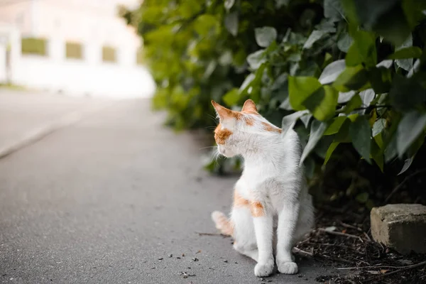 Manchado Gato Blanco Aire Libre Hermoso Gato Sin Hogar Sentado — Foto de Stock