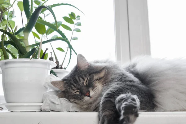 Gato Fofo Cinza Raça Siberiana Dorme Janela Com Flores Pet — Fotografia de Stock