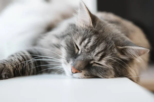 Gato Gris Mullido Durmiendo Interior Cerca Enfoque Suave Selectivo Whiskers — Foto de Stock