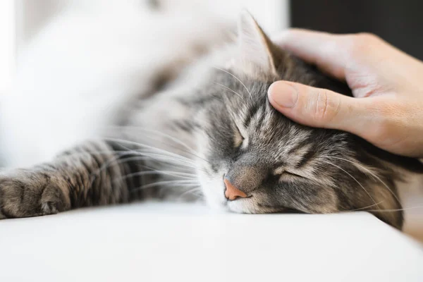 Portrait of sleeping cat indoors, close-up. Hand stroking gray fluffy cat. Selective soft focus