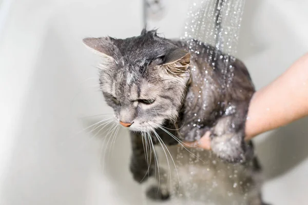 Kedi duş alıyor. Dişi eller kediyi yıkıyor. Gri yeşil gözlü kedi sade bir şekilde yana bakıyor. Seçici odak
