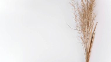 Beyaz arka planda sarı kuru sivri uçlu buket, kopyala alanı. Kuru otlar, pankart.