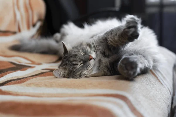 Szary Puszysty Kot Leżący Plecach Kanapie Domu Śmieszny Śpiący Kot — Zdjęcie stockowe