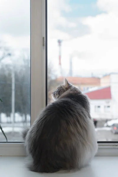 Gato Gordo Cinzento Sentado Peitoril Janela Casa Pela Janela Olhando — Fotografia de Stock