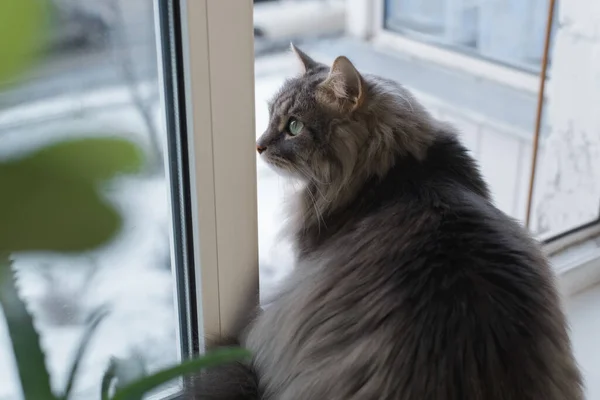 Gray fat cat sitting on the windowsill indoors. Curious Siberian cat looking at the street, close-up.