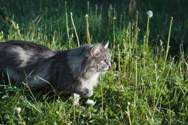 Doğadaki gri kedi. Yumuşak Sibirya kedisi çimenlerde yürüyor ve burnunu yalıyor, açık havada. Hayvanlar ve doğa kavramı