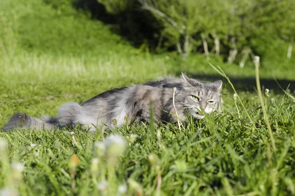 Macska Zöld Füvet Eszik Szabadban Vicces Portré Egy Szürke Macskáról — Stock Fotó