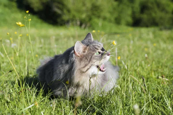屋外で猫 灰色の猫の緑の草の上に座って面白い黄色の花を食べる 口を開けたままのシベリア猫 — ストック写真