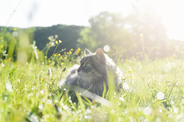 自然の中で肖像猫 灰色の猫が草の中に寝そべって 晴れた夏の朝に屋外で休んでいます ペットが外を歩く — ストック写真