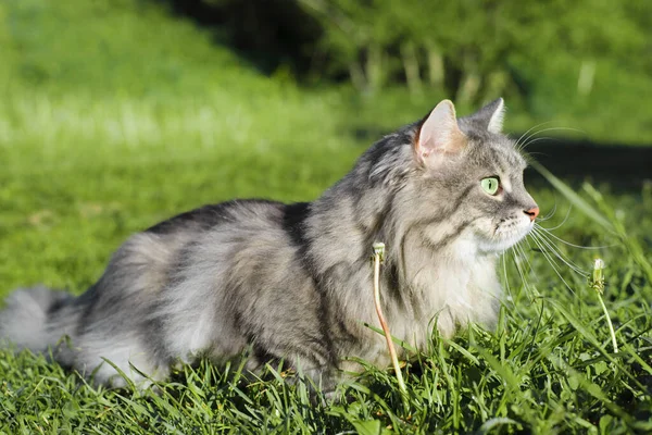 Portré Egy Szürke Bolyhos Macskáról Szabadban Belföldi Macska Zöld Természetben — Stock Fotó