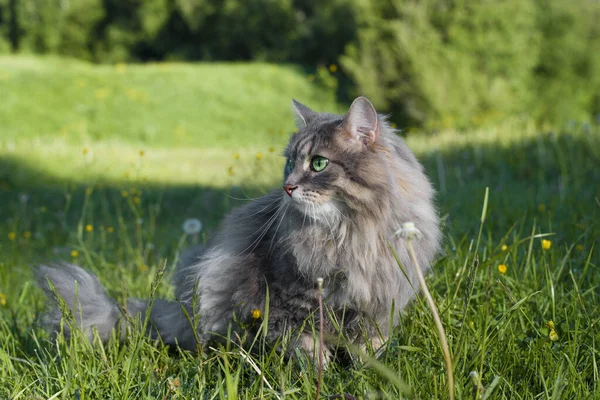 屋外の猫 自然の中で側に見て美しい純白の緑の目の猫の肖像画 毛皮の灰色の猫は 草の上に座って 夏の日に休んでいる ペットが外を歩く — ストック写真