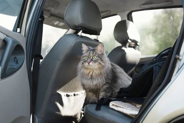 Porträt Einer Neugierigen Katze Die Auto Sitzt Graue Pelzige Katze Stockbild