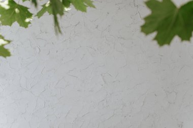 Beyaz duvar dokusu, dekoratif macun darbeleri, gün boyunca ağaç yapraklarından çerçeve, açık havada. Duvar arkaplanı, alanı kopyala