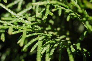 Sebze arka planı, bir thuja ağacının yakın çekimi, yeşil dalların makro fotoğrafları. Seçici yumuşak odak.