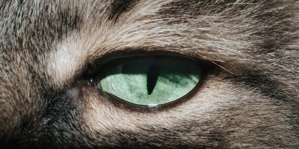 Primer Plano Ojo Verde Gato Con Una Pupila Estrecha Mirando —  Fotos de Stock