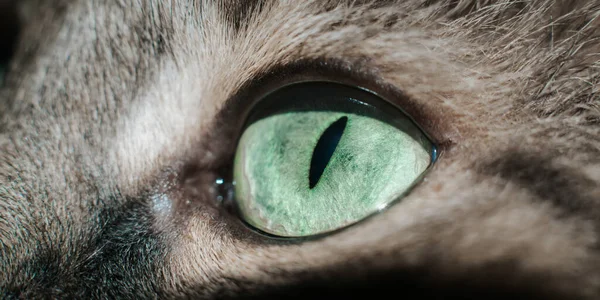カメラを見て猫の緑の目のクローズアップ 動物のマクロ写真 表情豊かな猫の目の側面図 選択的焦点 — ストック写真