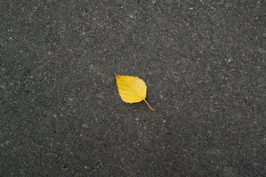 Karanlık asfaltta tek başına düşen sarı yaprağın en üst görüntüsü. Sonbahar konsepti.