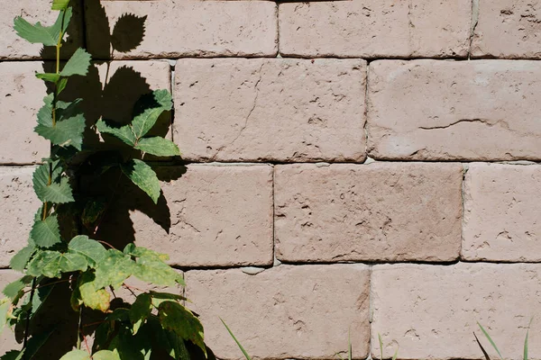 粗いベージュの装飾レンガで作られた石の壁に上向きに成長する緑の植物 コピースペース 建物の外壁のテクスチャ — ストック写真