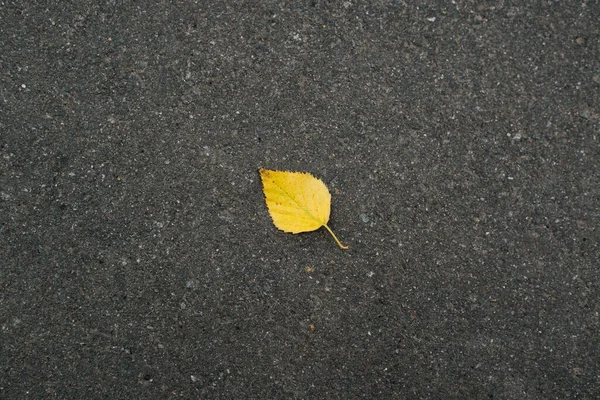 Pohled Shora Osamělý Jediný Padlý Žlutý List Tmavém Asfaltu Podzimní — Stock fotografie
