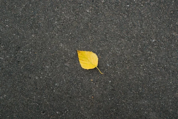 Draufsicht Auf Einsame Einzelne Gefallene Gelbe Blätter Auf Dem Dunklen Stockfoto