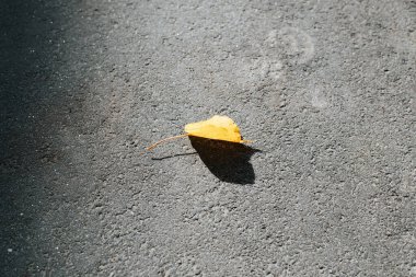 Gri asfalt üzerinde tek bir sarı sonbahar yaprağı. Merhaba kavramı, Ekim, sonbahar, yalnız ruh hali.