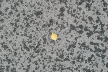 Gri asfaltta düşen sarı yaprak yağmurdan sonra kurudu. Dokulu arka plan, merhaba Ekim, sonbahar konsepti.