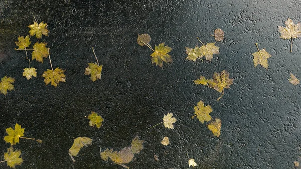 Padlé Žluté Listy Mokrém Asfaltu Dešti Podzimní Pohled Pozadí — Stock fotografie