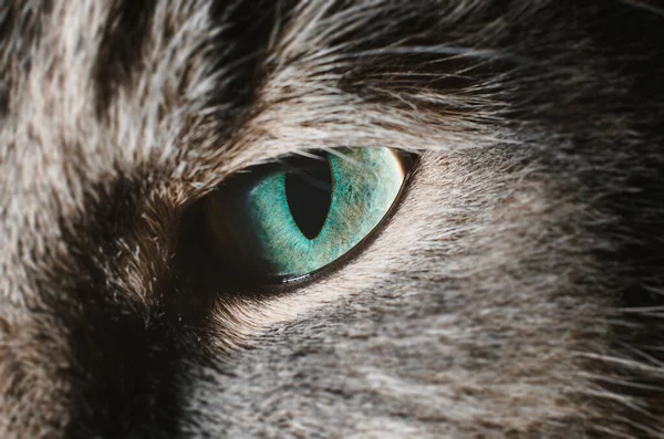 閉じる灰色の猫の緑の目のアップ マクロ写真 — ストック写真