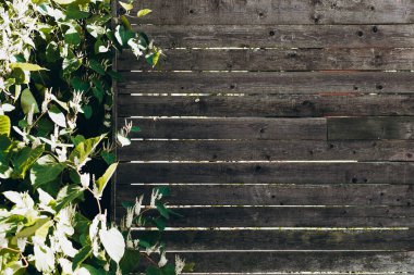 Eski gri yatay tahtalardan yapılmış ahşap çitler ve yanında büyüyen yeşil bitkiler, kopyalama uzayı. Açık çit dış doku arkaplanı.