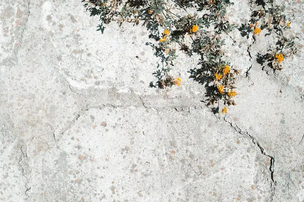 上に黄色の花を成長させているコンクリートの灰色の壁 テクスチャ不均一な石の背景 コピースペース — ストック写真