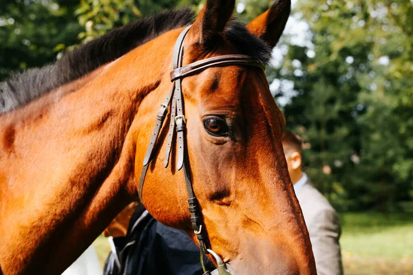 Cavalo Castanho Rédeas Livre Close Perfil Retrato Focinho Cavalo Olhando — Fotografia de Stock