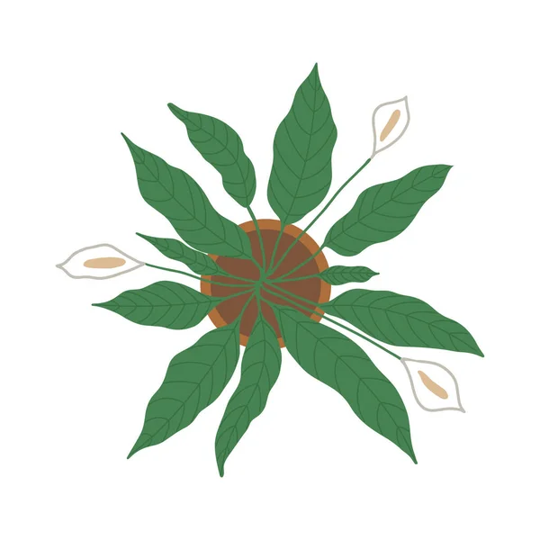 Spathiphyllum Pflanze mit drei Blumen von oben. Spathiphyllum in einem Topf auf weißem Grund mit weißen Blüten. Vektor isolierte vollständig editierbare Illustration. — Stockvektor