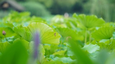 Nilüfer yapraklarıyla dolu yeşil nilüfer havuzu manzarası yağmurlu günde