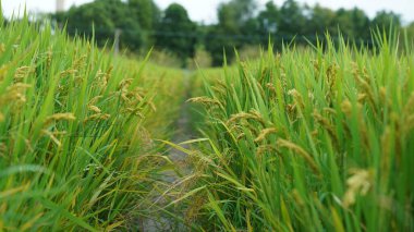 Yazın Çin kırsalında pirinç tarlası manzarası