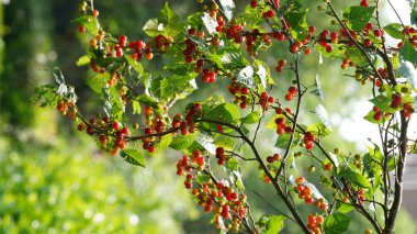 Kırmızı meyvelerle dolu yeşil ağaçlar.