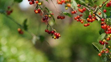 Kırmızı meyvelerle dolu yeşil ağaçlar.