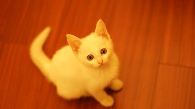 Evde oynayan sevimli beyaz bir kedi.