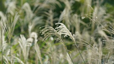 Renkli sazlıklar ve yapraklarla sonbaharda çimen manzarası