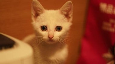 Odada oynayan sevimli beyaz bir kedi.