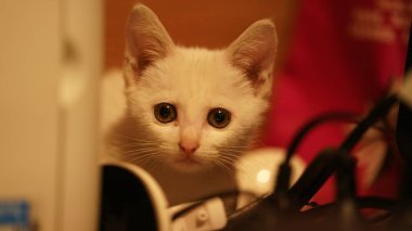 Odada oynayan sevimli beyaz bir kedi.