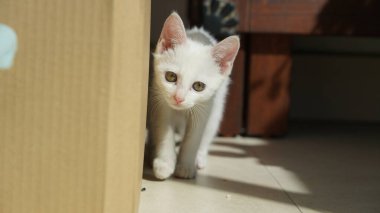 Odada oynayan sevimli beyaz bir kedi.