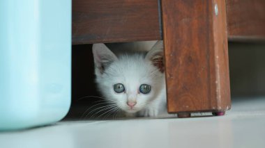 Odada oynayan sevimli beyaz bir kedi.