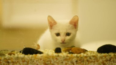 Odada oynayan sevimli beyaz bir kedi.