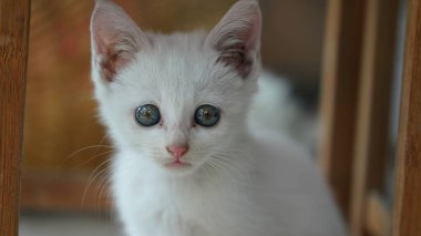 Odada oynayan sevimli beyaz bir kedi.