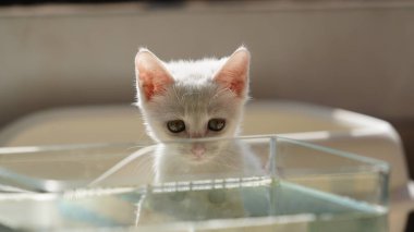 Odada oynayan sevimli beyaz bir kedi.