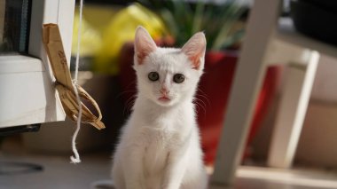 Odada oynayan sevimli beyaz bir kedi.