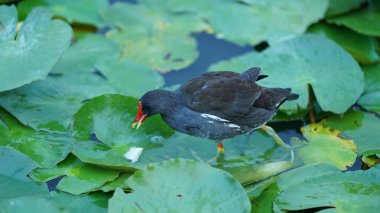 Bir kuş bahçede özgürce yemek arıyor.